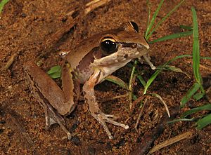 Litoria watjulumensis.jpg