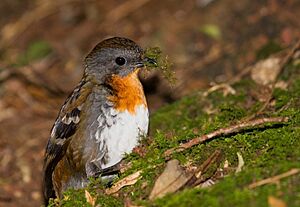 Logrunner - female