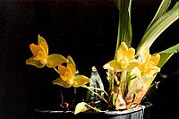 Lycaste cruenta