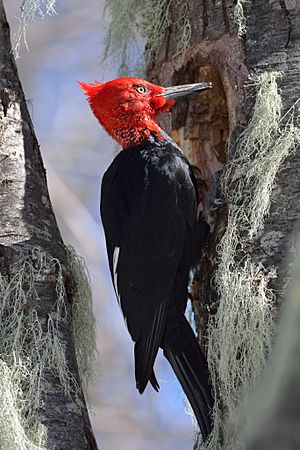 Magellanic Woodpecker, male.