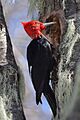 Magellanic Woodpecker, male.