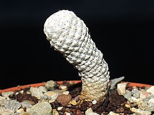 Mammillaria herreae v. albiflora (san luis de la paz, guanajuato) 1