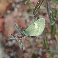 Mariposa azufre natalia (Nathalis iole)