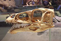 Masiakosaurus skull FMNH.jpg