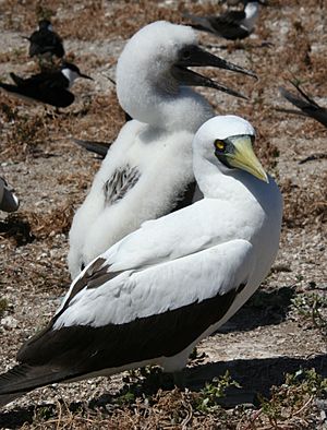 Masked booby with chick