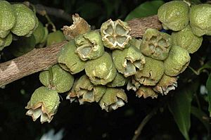 Melicope rubra fruit