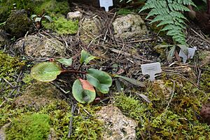 Nepenthes clipeata sympatric with N. albomarginata
