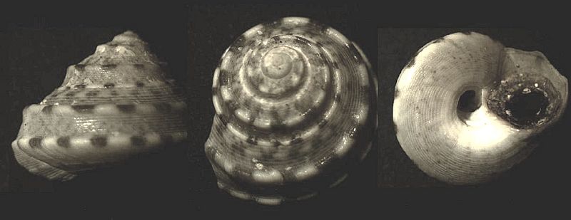 Notogibbula preissiana 001