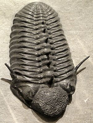 Paciphacops claviger, Early Devonian, Wenban Limestone, Cortez Range, Nevada, USA - Houston Museum of Natural Science - DSC01635