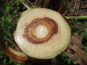 Panama disease of banana - vascular decoloration on pseudostem