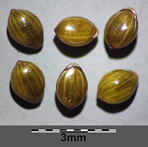 Panicum hillmanii sl35