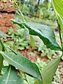 Papilio polytes common Mormon pupa vijayanrajapuram 03