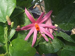Passiflora tulae1