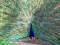 Peacock Milwaukee County Zoo
