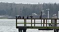 Pelagic cormorants