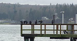 Pelagic cormorants