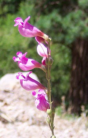 Penstemonfloridusfloridus.jpg