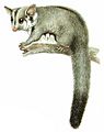 Petaurus breviceps-Cayley