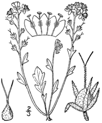 Phacelia dubia (L.) Trel. - smallflower phacelia PHDU