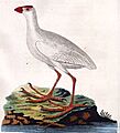 PorphyrioAlbus