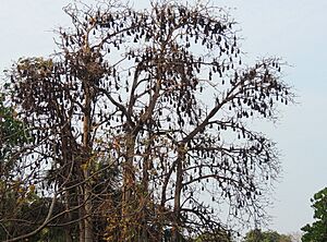 Pteropus giganteus colony