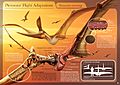 Pterosaur Flight Adaptations - Pteranodon sternbergi - Hugo Salais López
