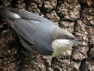 Pygmy Nuthatch (Sitta pygmaea)2 -California.jpg