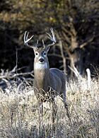 Quivira-Whitetail-Buck.jpg