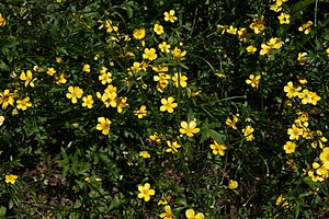Ranunculus lappaceus.jpg