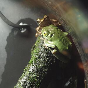 Rhacophorus viridis by OpenCage.jpg