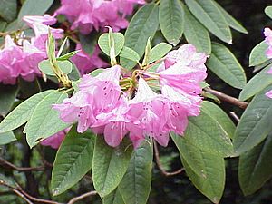 Rhododendron adenogynum1