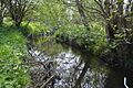 Salary Brook Local Nature Reserve 7