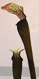Sarracenia rubra ssp jonesii