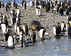 Seal and king penguins