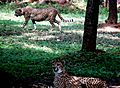Sibling leopards from the Nehru Zoological Park - Hyderabad, Telangana