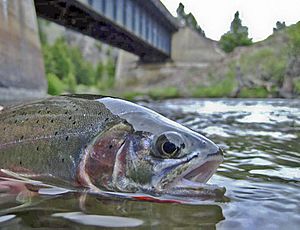 Silver Bow Creek west-slope cutthroat trout