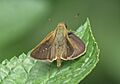 Small Branded Swift Pelopidas mathias UN Sanjay Gandhi National Park Mumbai 078 (2)