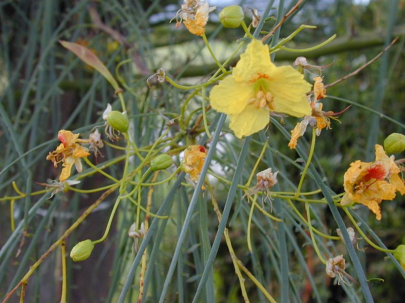Starr 010209-0260 Parkinsonia aculeata