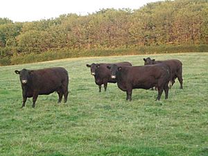 Sussex cows