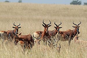Swayne's hartebeest (Alcelaphus buselaphus swaynei) herd