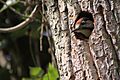 Syrian Woodpecker (Dendrocopos syriacus) - peeking out of it's hole (nest)