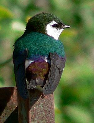 Tachycineta thalassina 06540