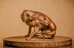 The Physiological Society - replica mascot