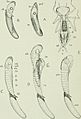 The biology of dragonflies (Odonata or Paraneuroptera) (1917) (19759604054)