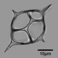 The silicoflagellate Dictyocha fibula