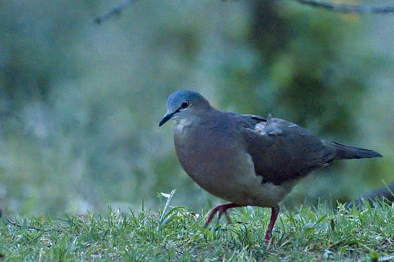 Tolima Dove