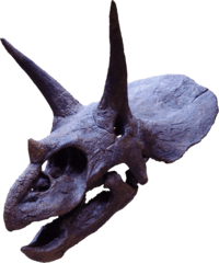 Triceratops2.png