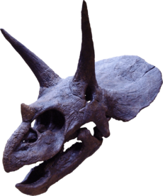 Triceratops2