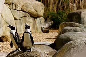 Tulsa Zoo's African Penguin Exhibit