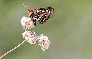 Variable Checkerspot (Euphydryas chalcedona)